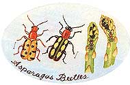 Asparagus Beetle.
